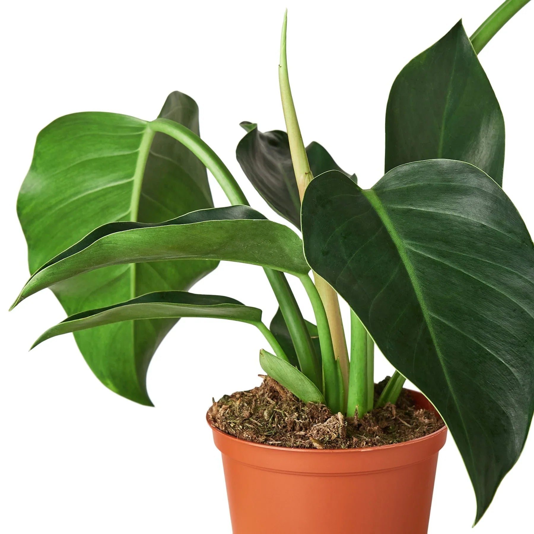 Philodendron 'Congo Green' - Holiday Corner