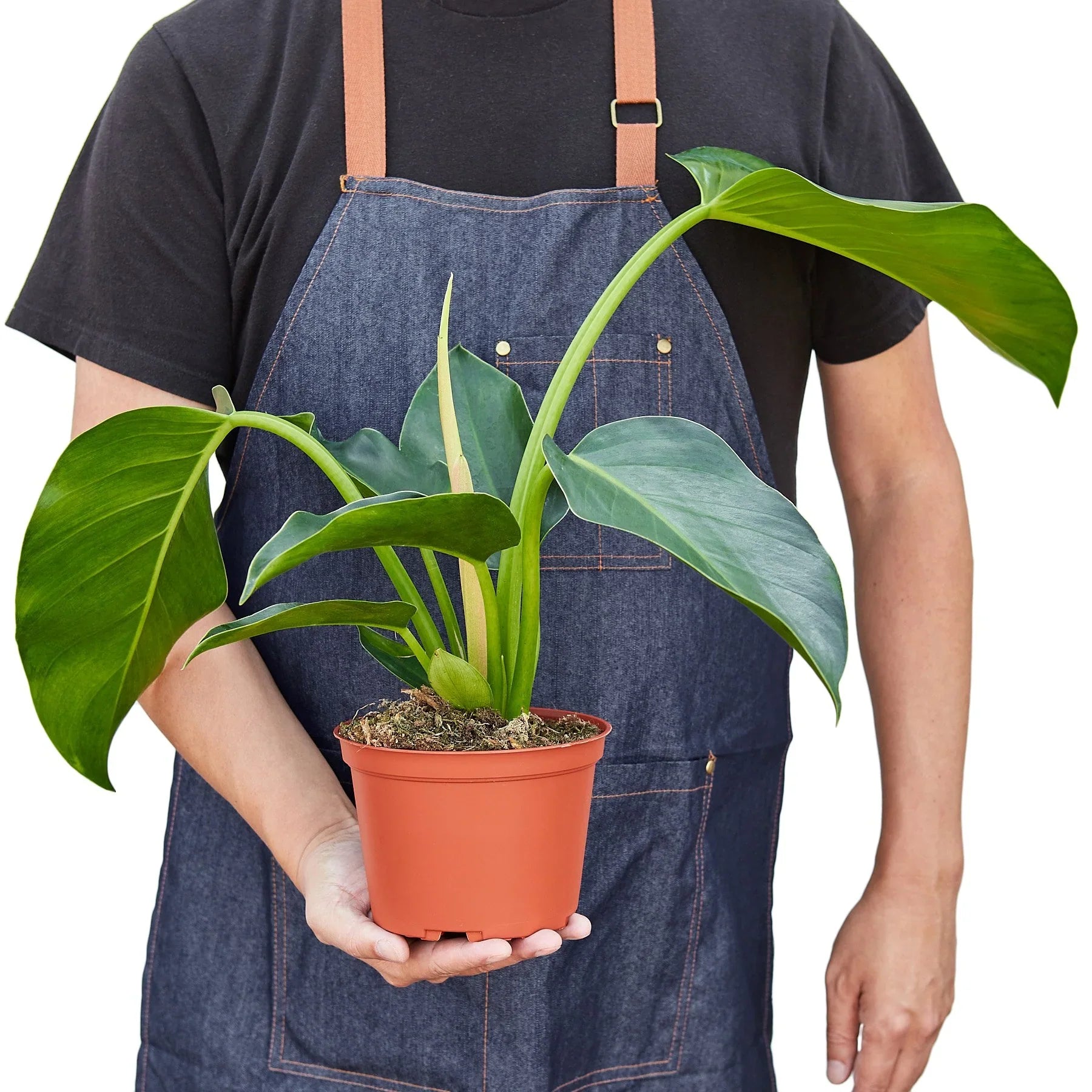 Philodendron 'Congo Green' - Holiday Corner