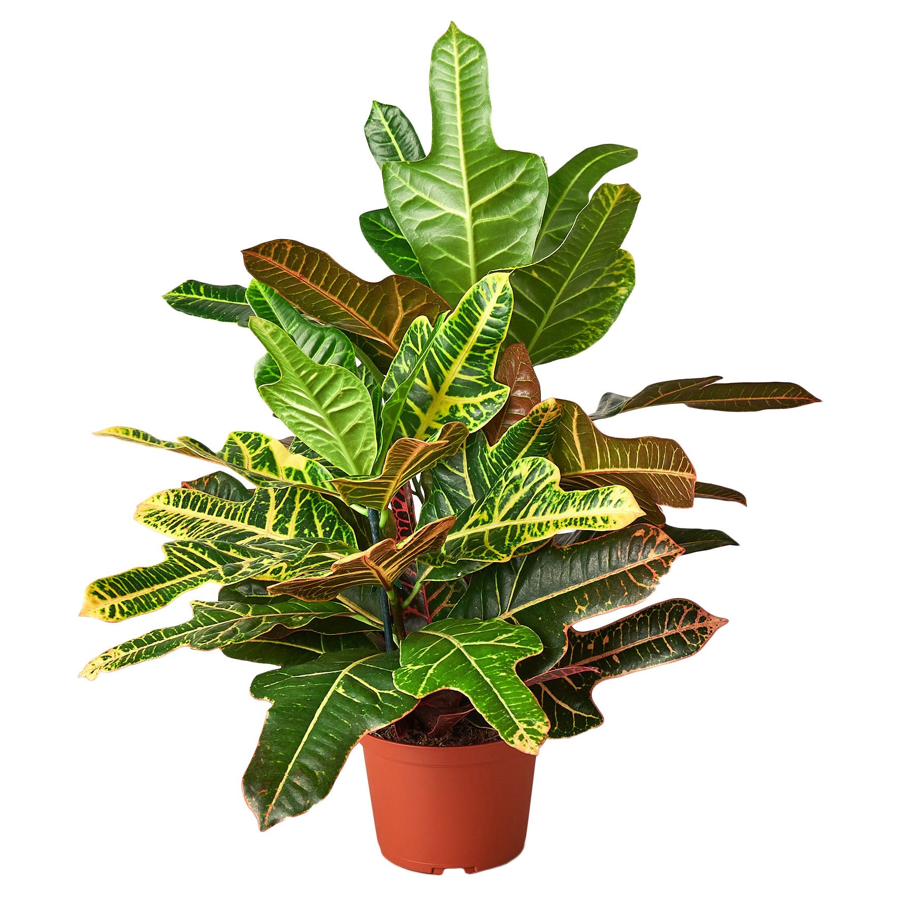Croton 'Oak Leaf' - Holiday Corner
