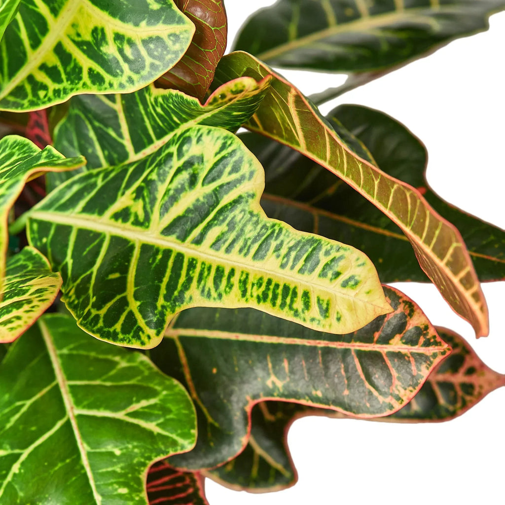 Croton 'Oak Leaf' - Holiday Corner