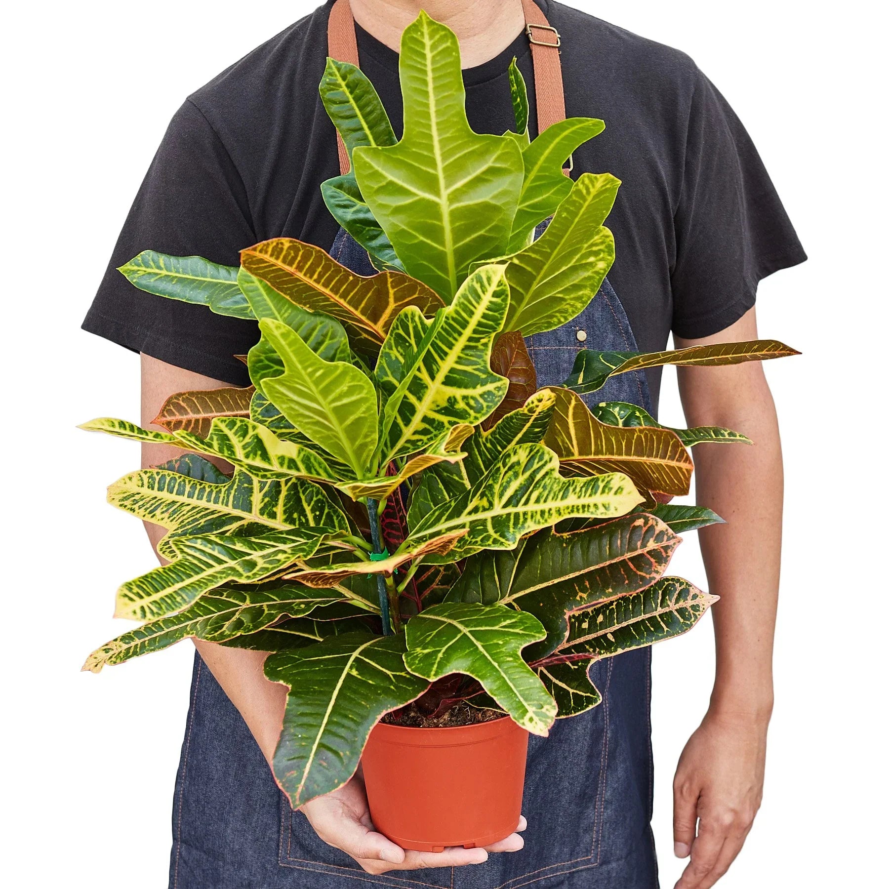 Croton 'Oak Leaf' - Holiday Corner
