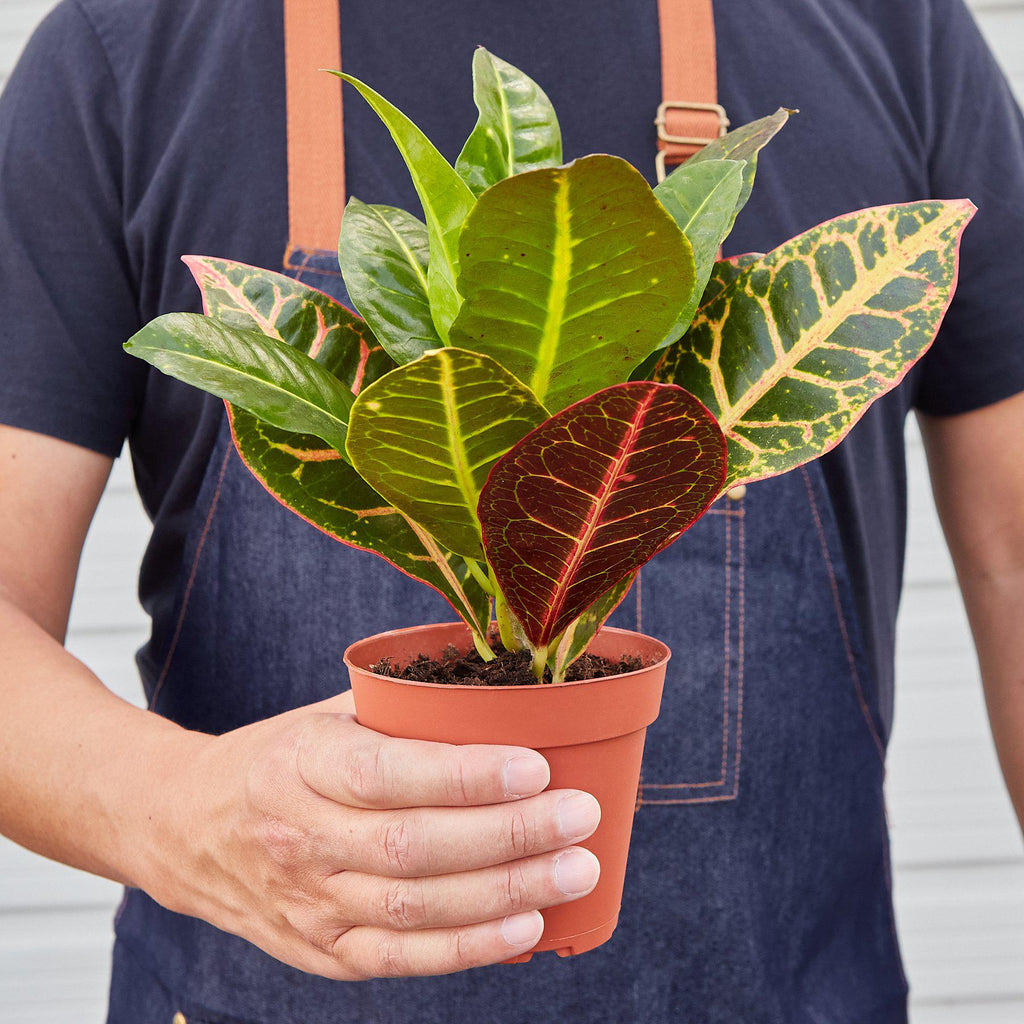 Croton Petra 'Joseph's Coat' - Holiday Corner