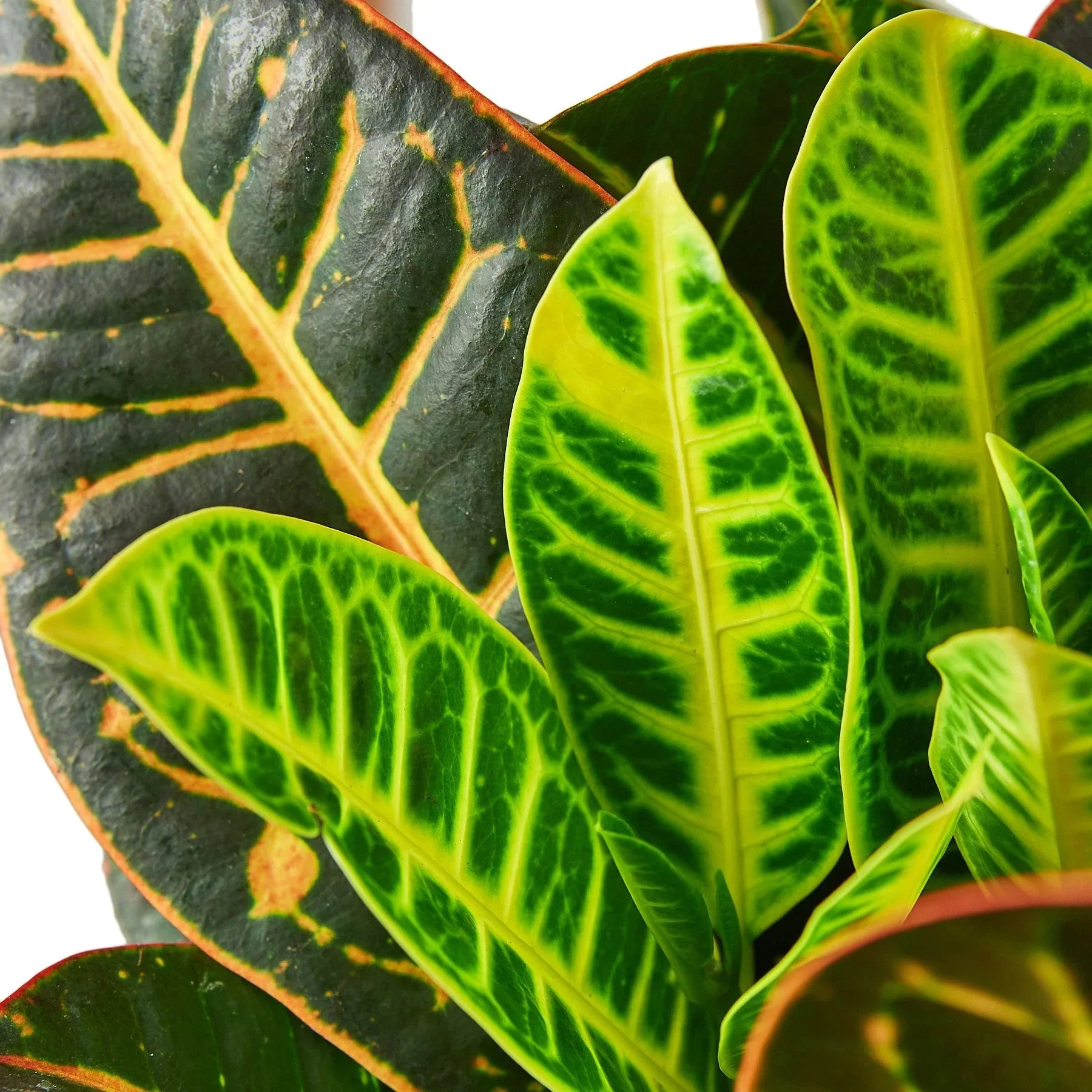 Croton Petra 'Joseph's Coat' - Holiday Corner