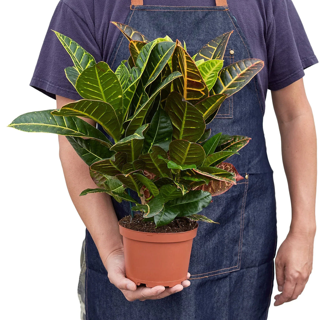 Croton Petra 'Joseph's Coat' - Holiday Corner
