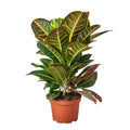 Croton Petra 'Joseph's Coat' - 6" Pot - NURSERY POT ONLY - Holiday Corner