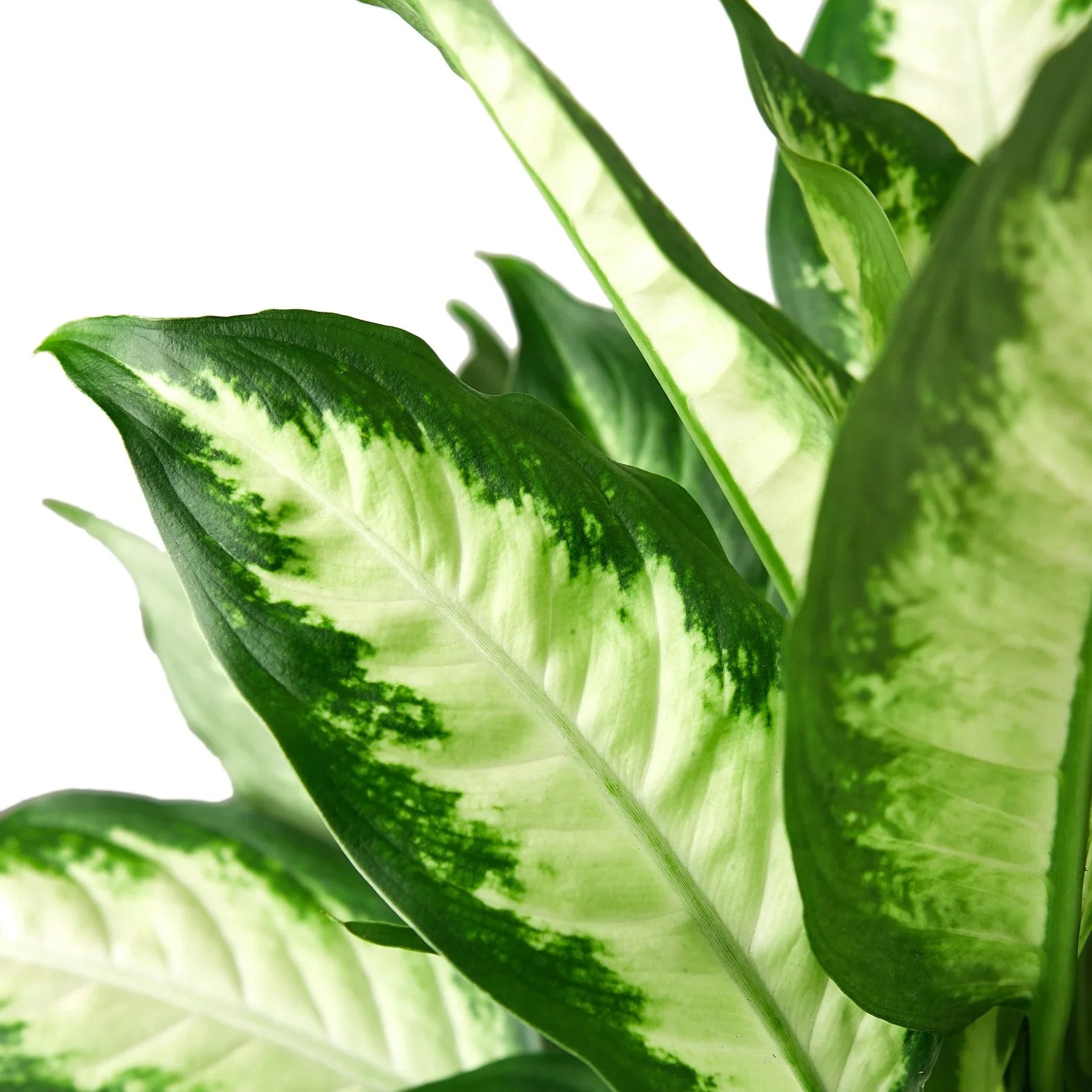 Dieffenbachia Camille - Holiday Corner