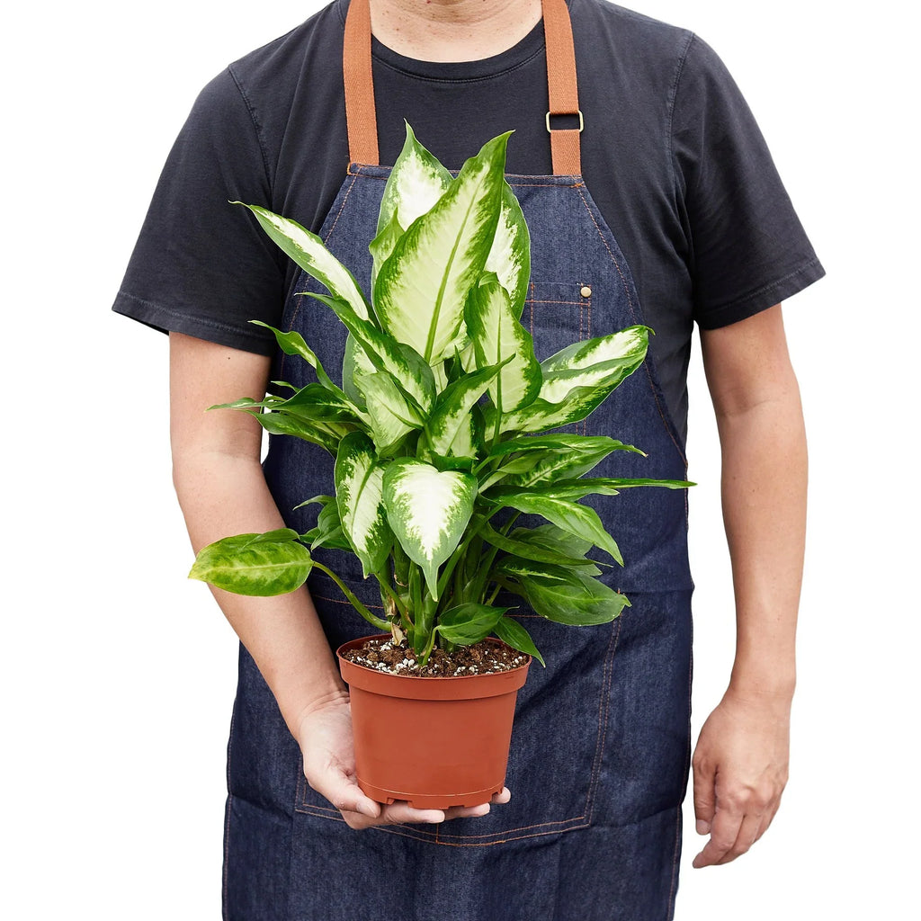 Dieffenbachia Camille - Holiday Corner