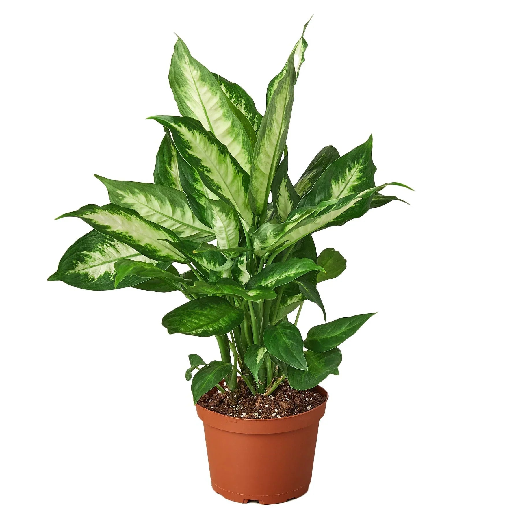 Dieffenbachia Camille - Holiday Corner