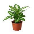 Dieffenbachia 'Tropic Snow' - Holiday Corner