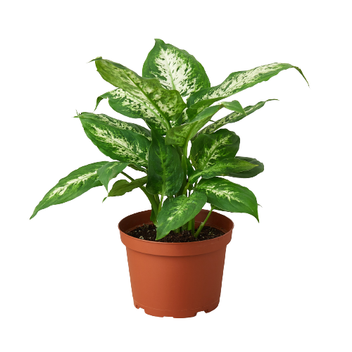 Dieffenbachia 'Tropic Snow' - Holiday Corner