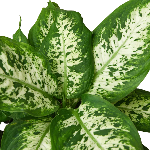 Dieffenbachia 'Tropic Snow' - Holiday Corner