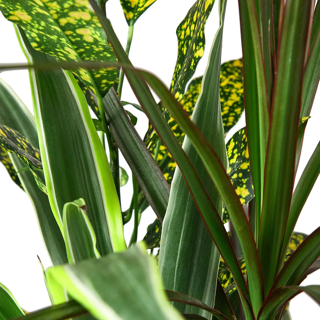 Dracaena 'Combo' - Holiday Corner