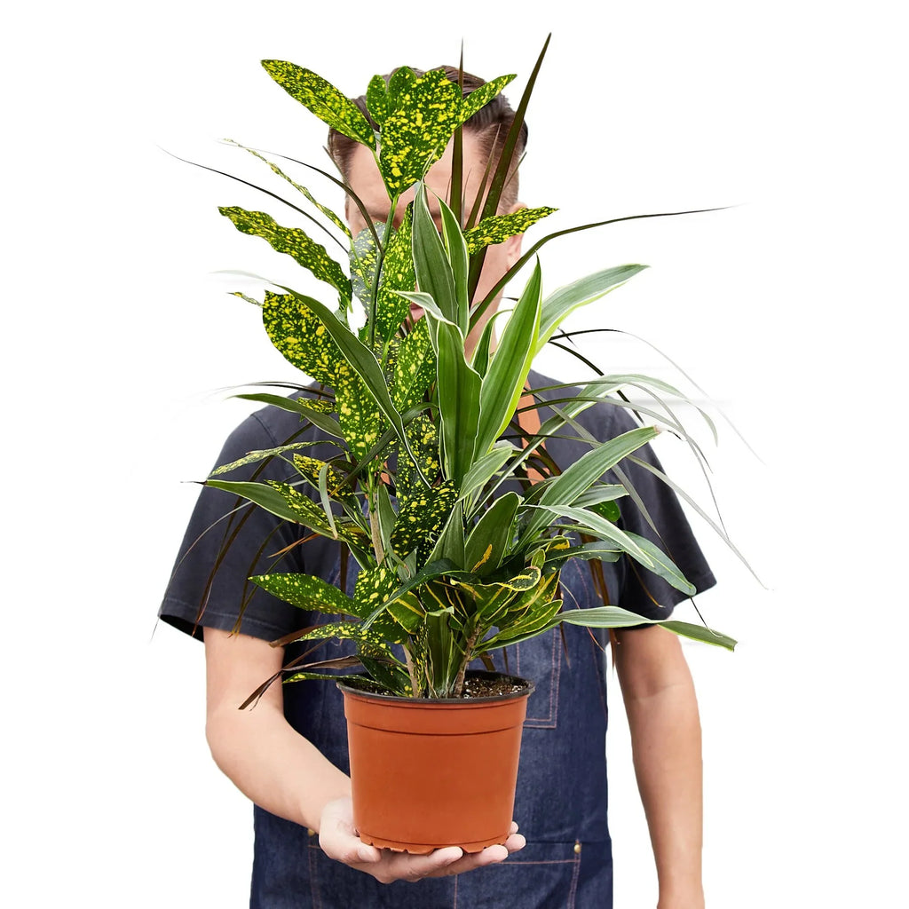 Dracaena 'Combo' - Holiday Corner