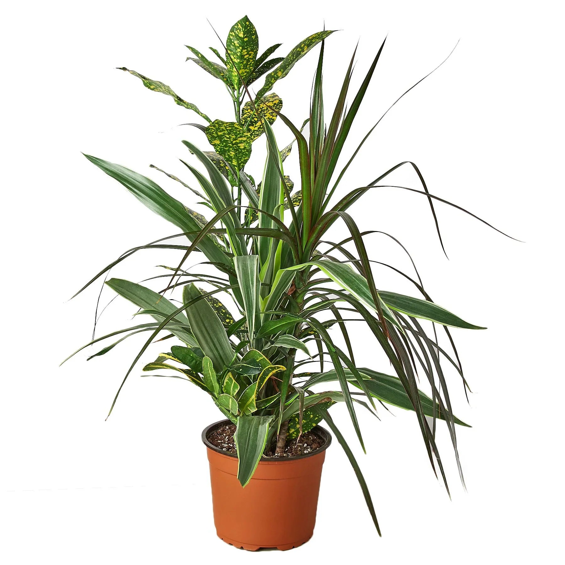 Dracaena 'Combo' - Holiday Corner