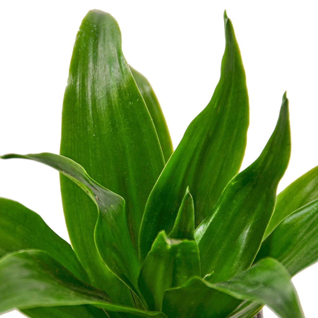 Dracaena 'Janet Craig' - Holiday Corner