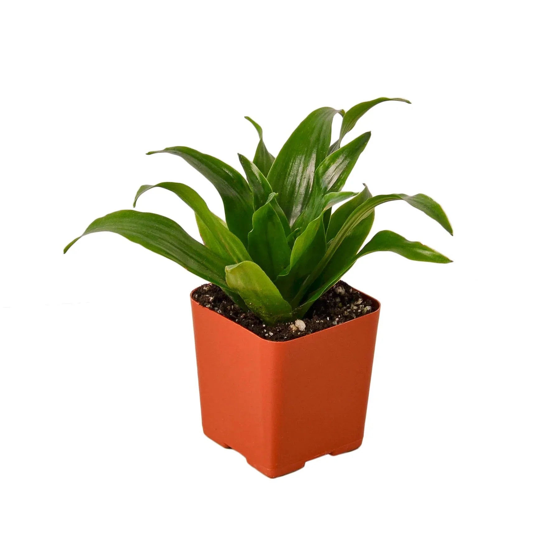 Dracaena 'Janet Craig' - Holiday Corner
