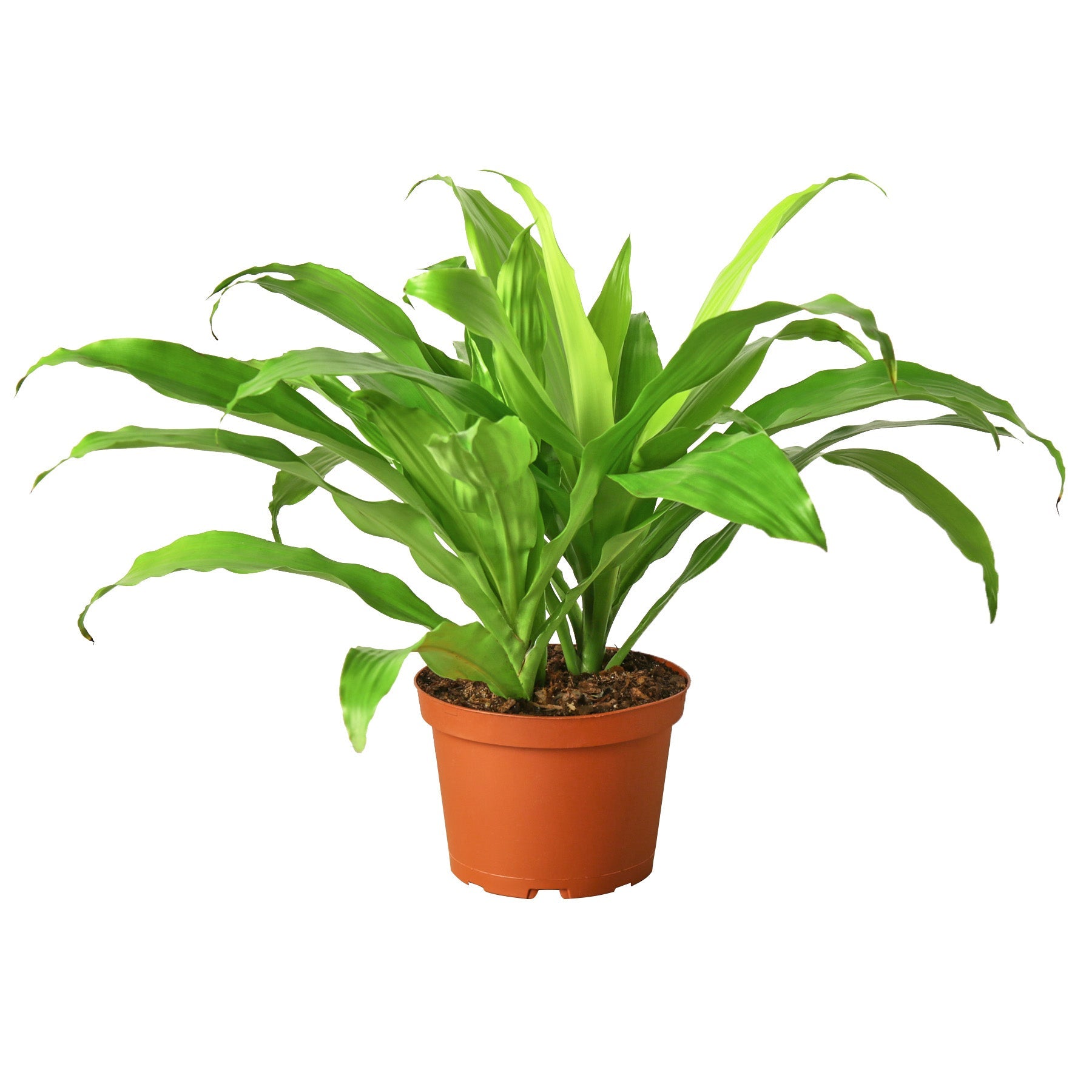 Dracaena 'Lime Light' - Holiday Corner