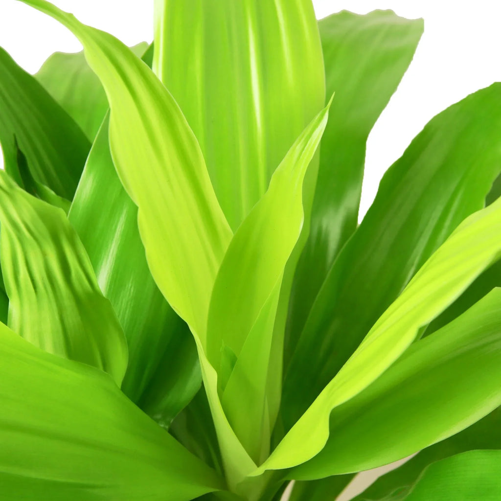 Dracaena 'Lime Light' - Holiday Corner