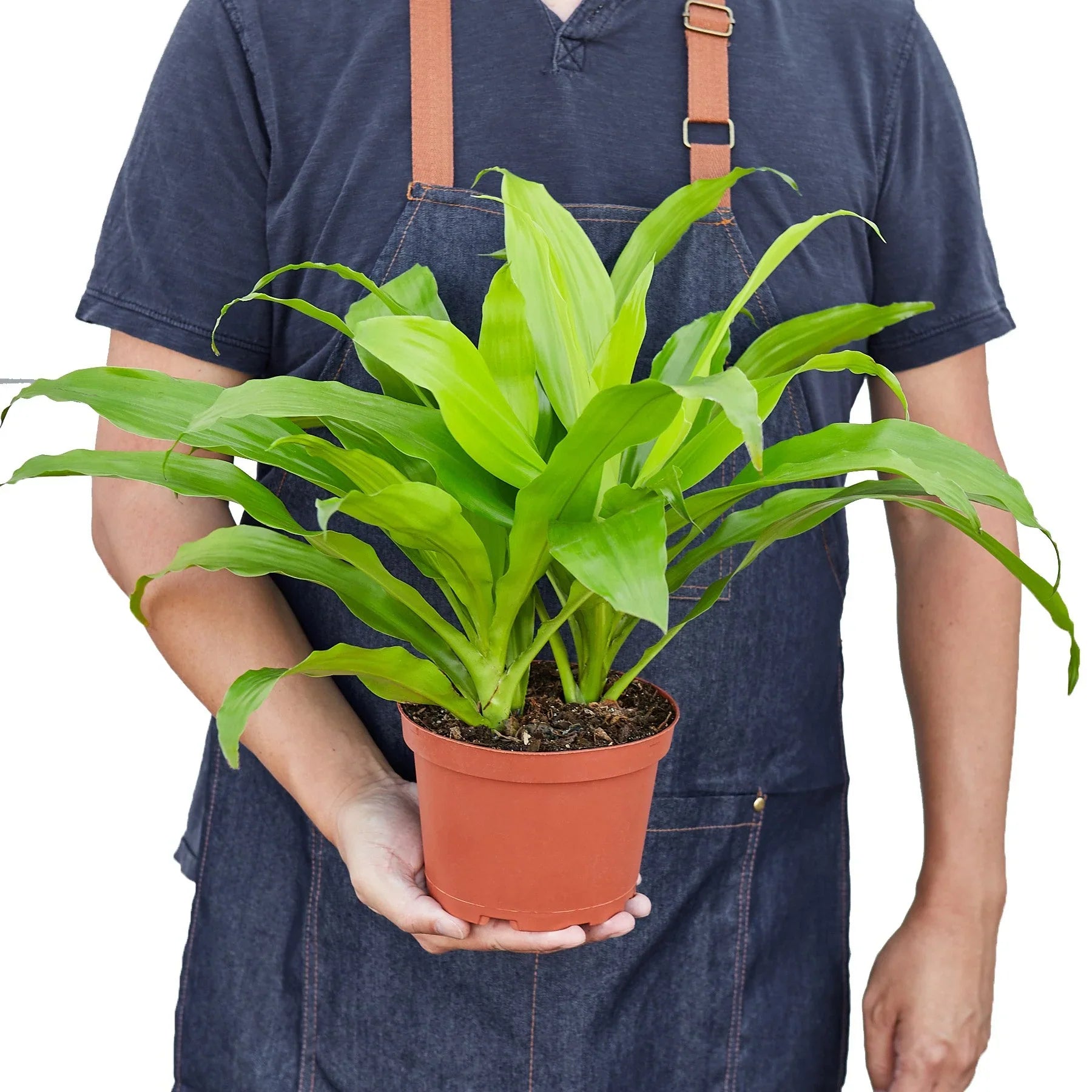 Dracaena 'Lime Light' - Holiday Corner