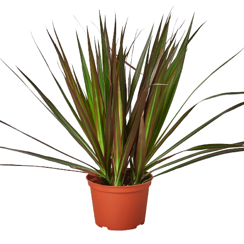 Dracaena 'Marginata Magenta' - Holiday Corner