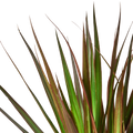 Dracaena 'Marginata Magenta' - Holiday Corner