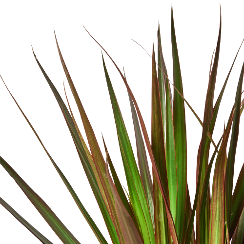 Dracaena 'Marginata Magenta' - Holiday Corner