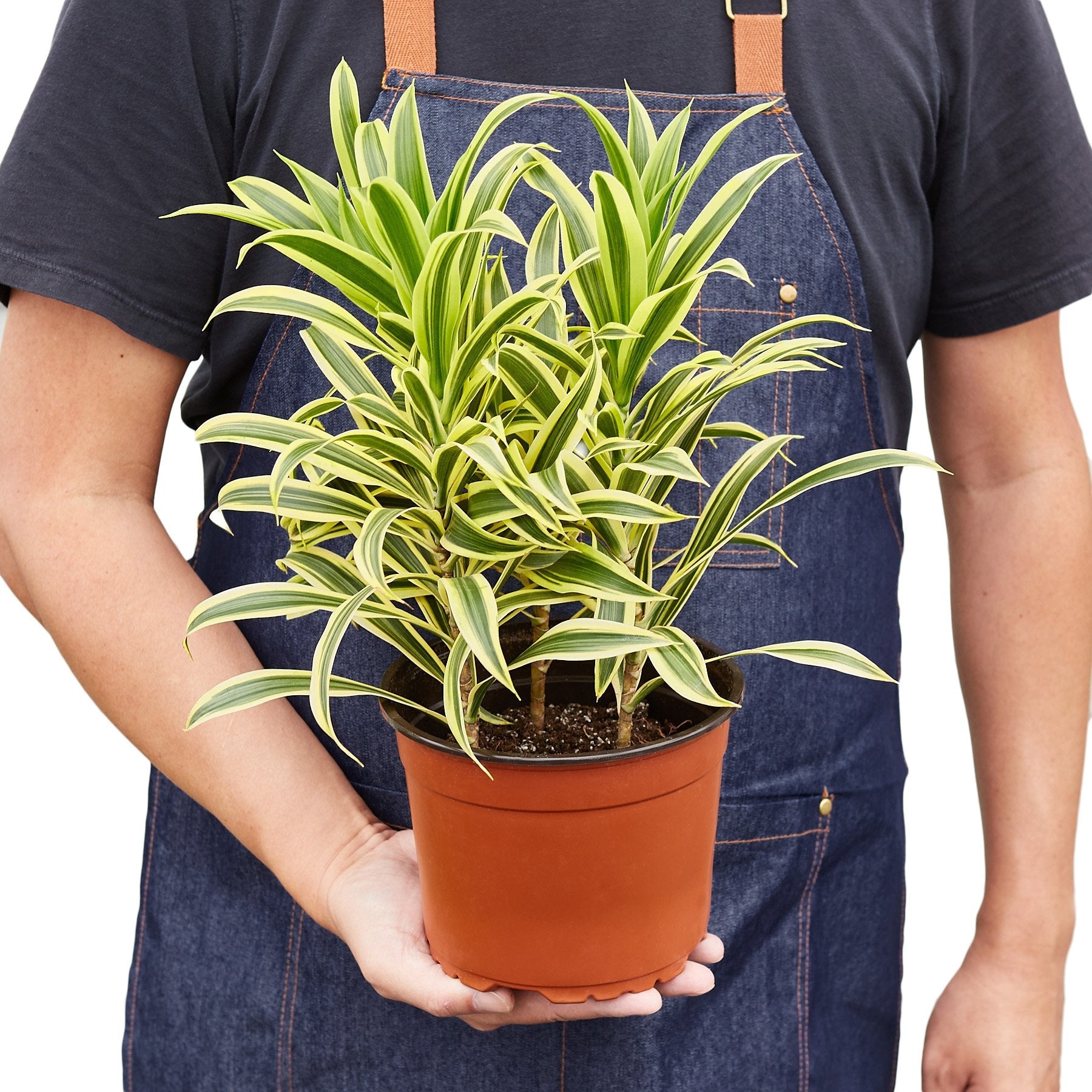 Dracaena 'Song of India' - Holiday Corner