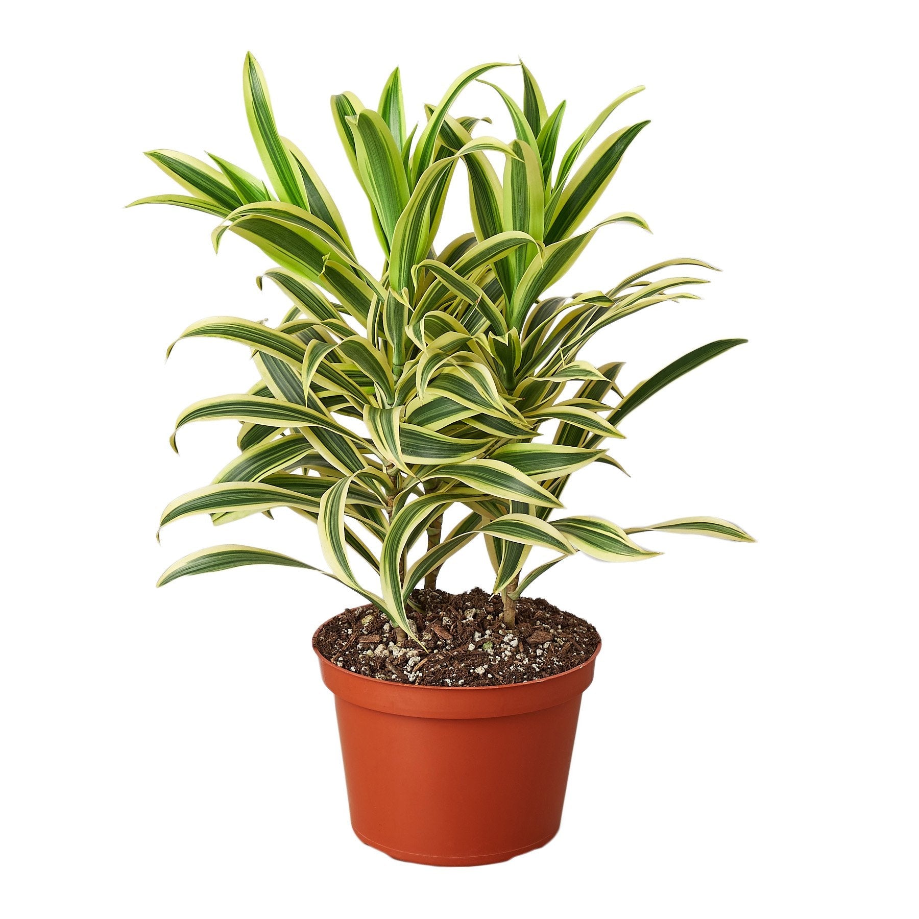 Dracaena 'Song of India' - Holiday Corner
