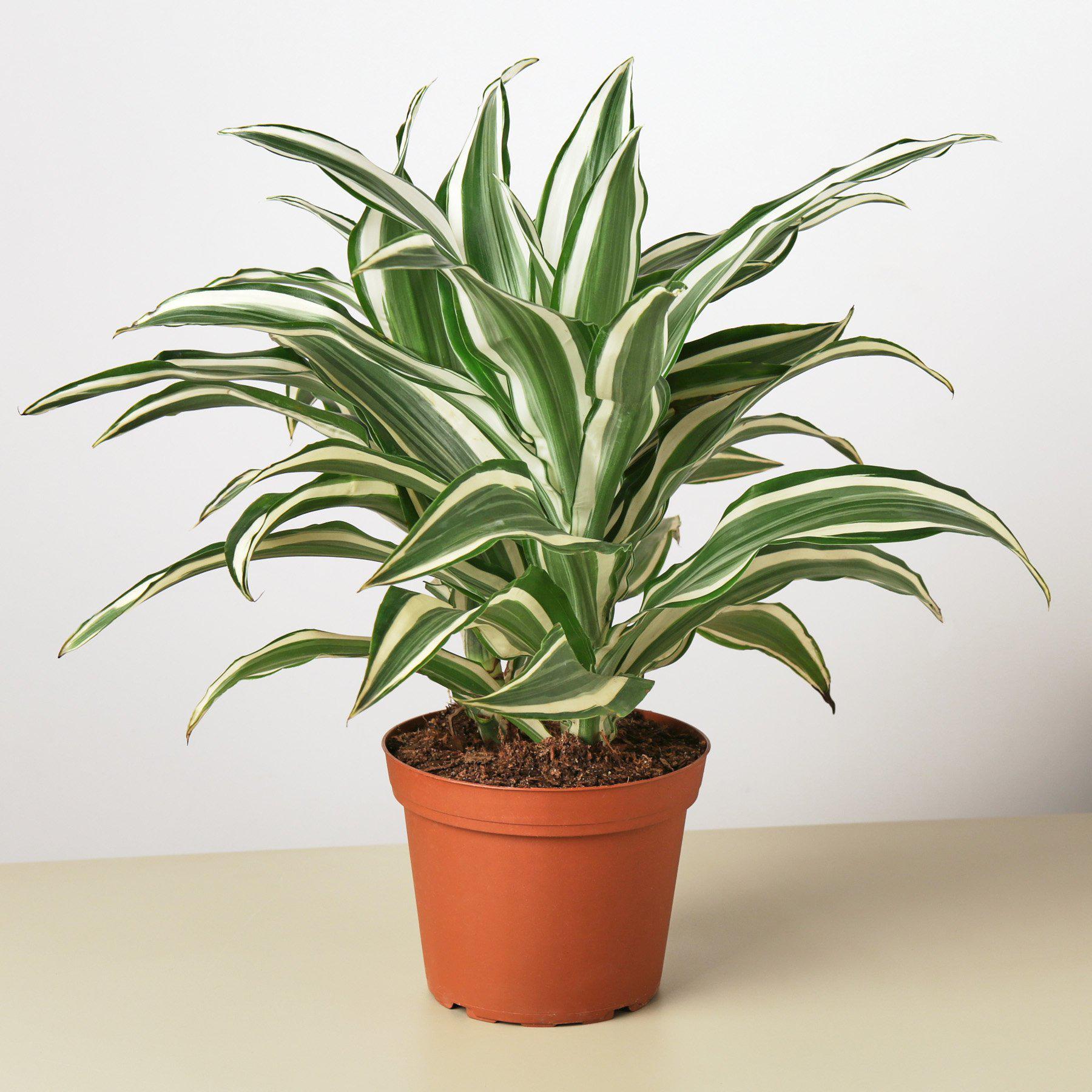 Dracaena 'Warneckii White Jewel' - Holiday Corner