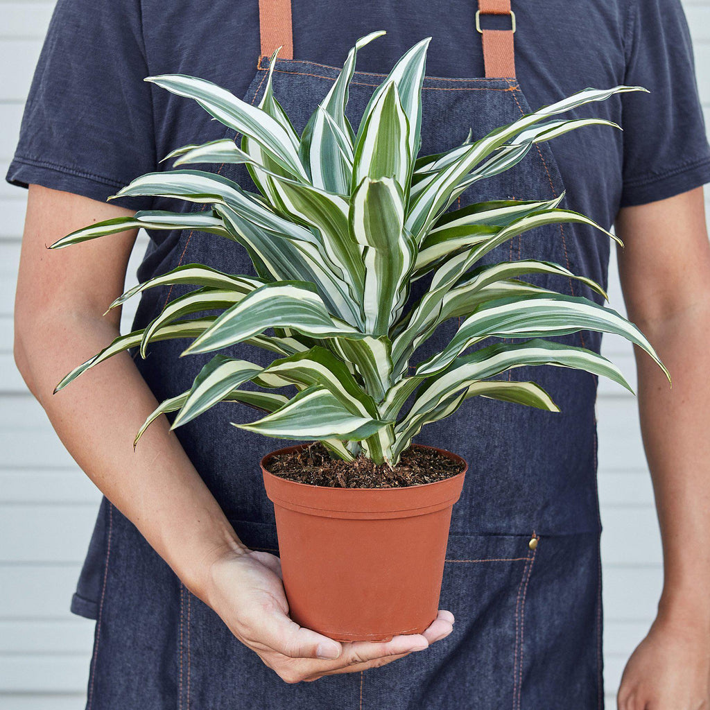 Dracaena 'Warneckii White Jewel' - Holiday Corner