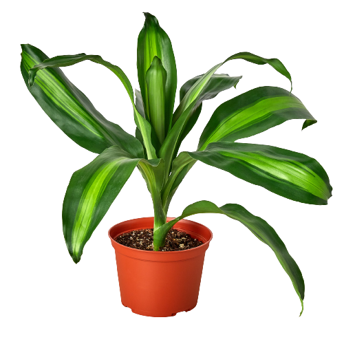 Dracaena Massangeana - Holiday Corner