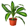 Dracaena Massangeana - Holiday Corner