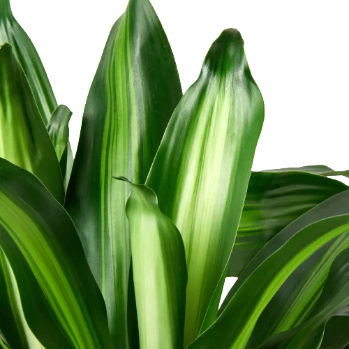 Dracaena Massangeana - Holiday Corner