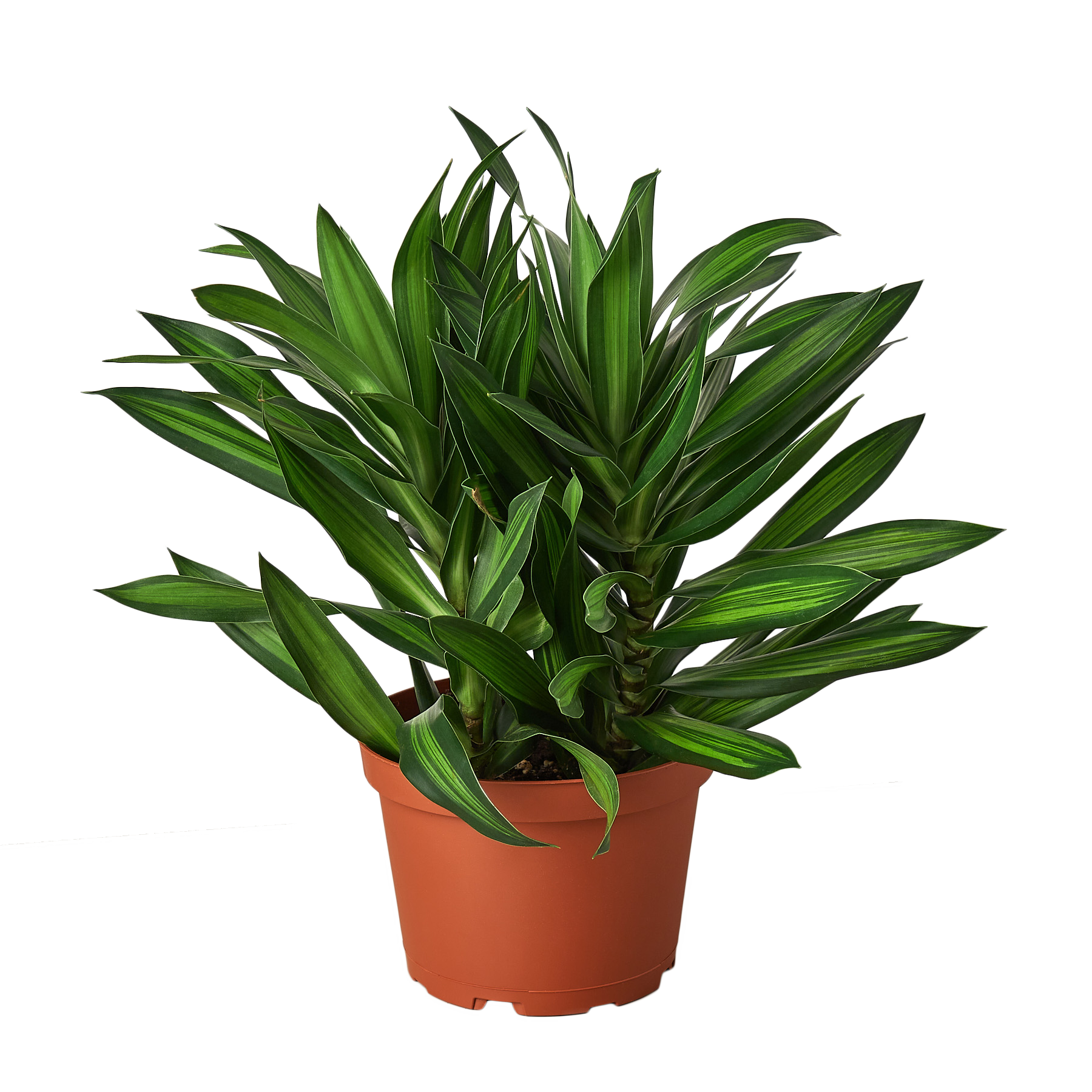 Dracaena 'Song of Jamaica' - Holiday Corner