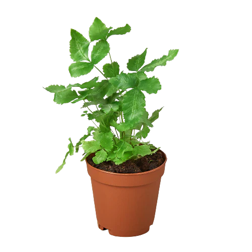 Pteris Cretica 'Albo Fern' - Holiday Corner