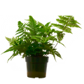 'Autumn' Fern - 6" Pot - NURSERY POT ONLY - Holiday Corner