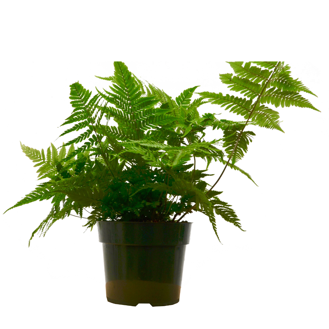 'Autumn' Fern - 6" Pot - NURSERY POT ONLY - Holiday Corner
