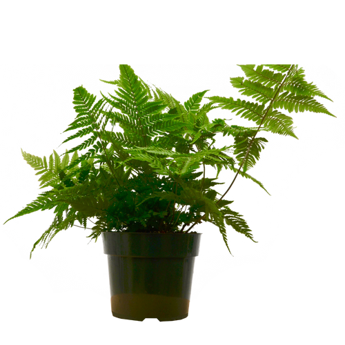 'Autumn' Fern - 6" Pot - NURSERY POT ONLY - Holiday Corner