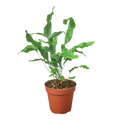 Fern 'Blue Star' - Holiday Corner