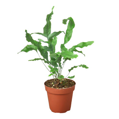 Fern 'Blue Star' - 4" Pot - NURSERY POT ONLY - Holiday Corner