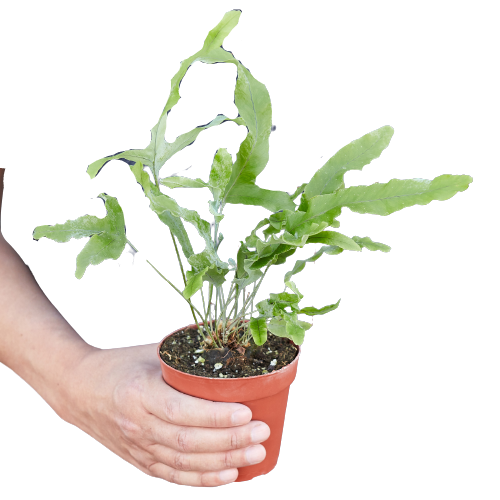Fern 'Blue Star' - Holiday Corner