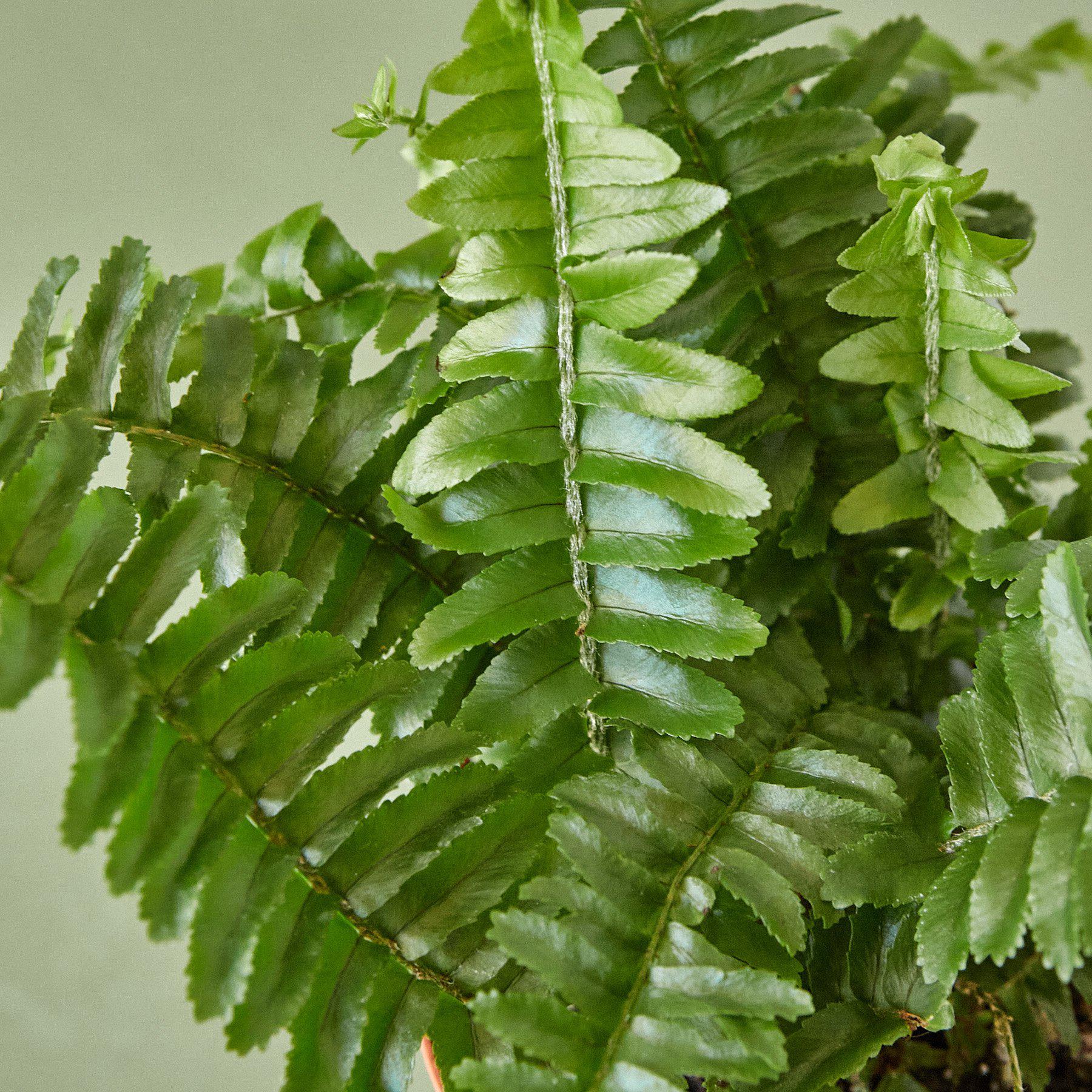 Jester's Crown Fern - Holiday Corner