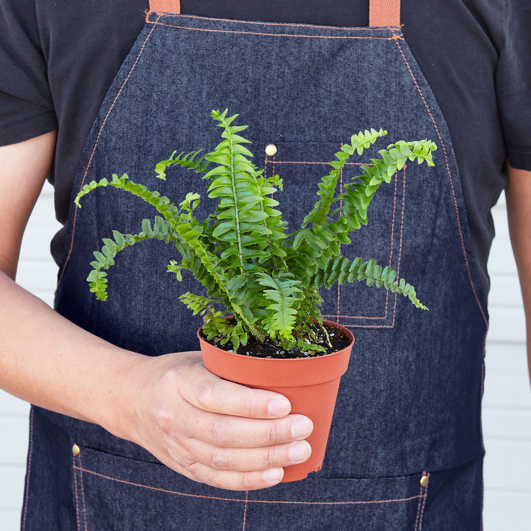 Jester's Crown Fern - Holiday Corner
