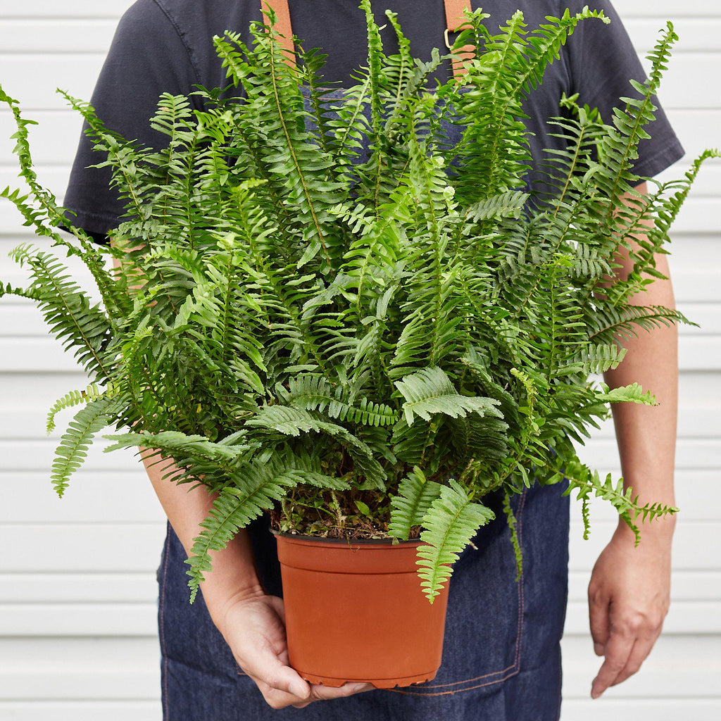 Jester's Crown Fern - Holiday Corner