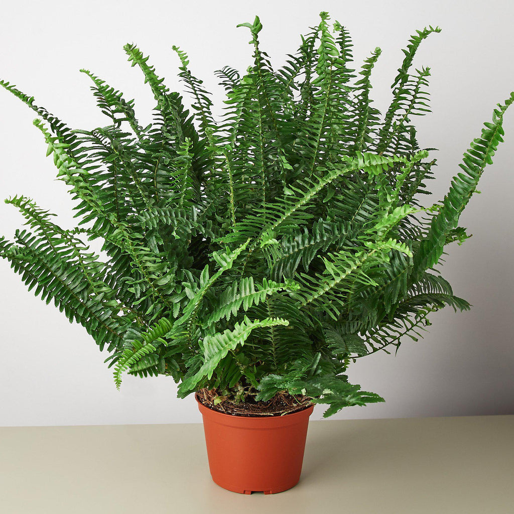 Jester's Crown Fern - Holiday Corner