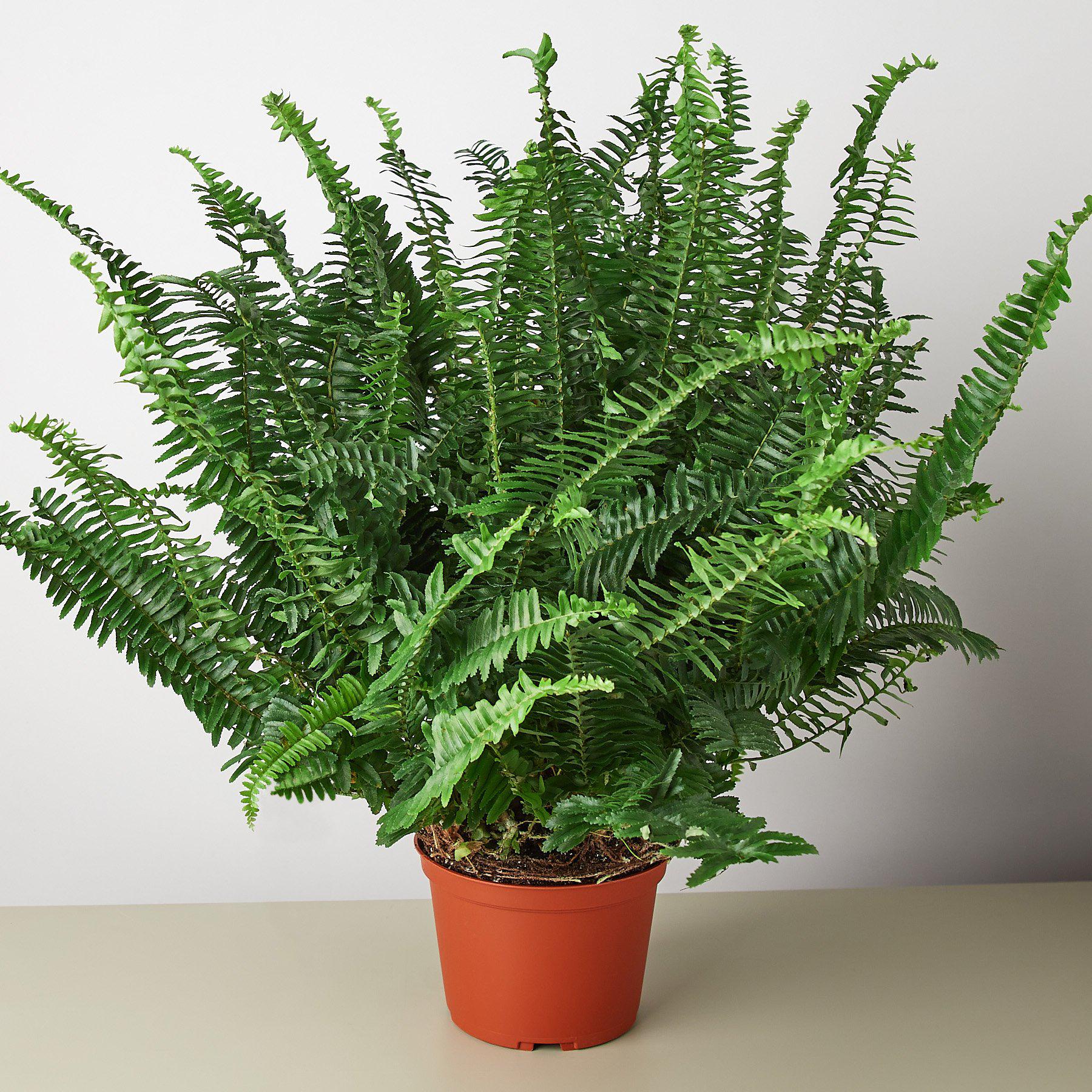 Jester's Crown Fern - Holiday Corner