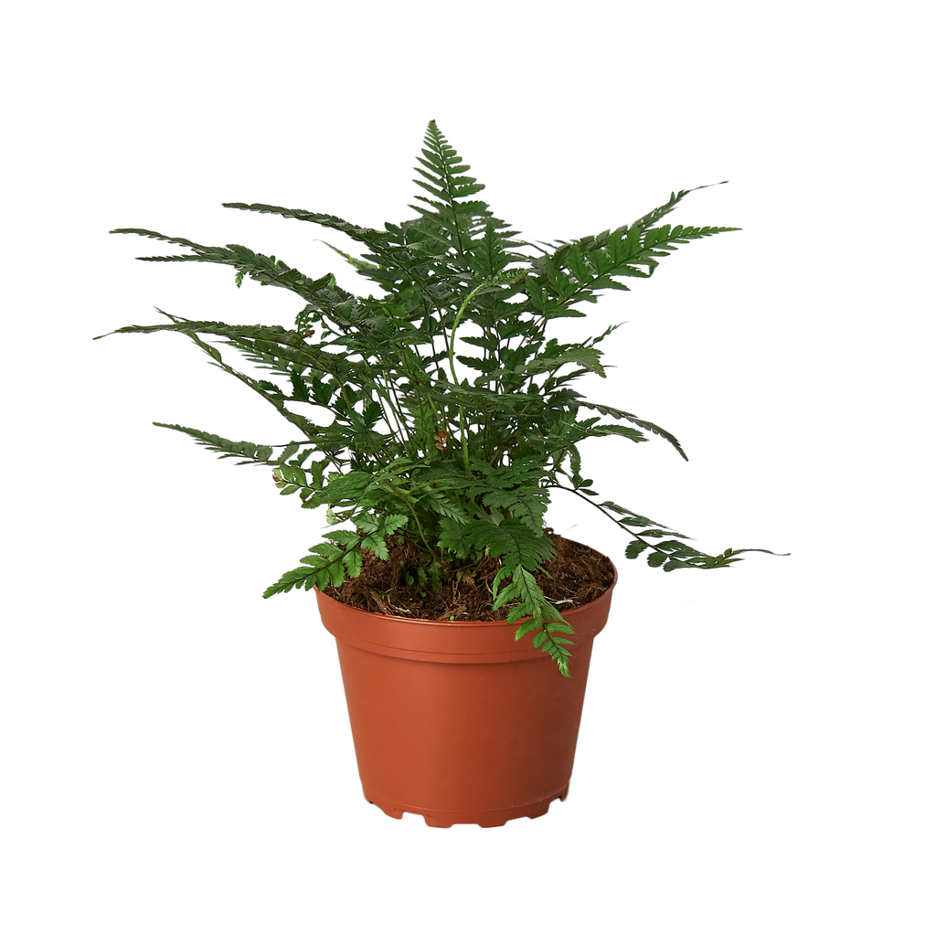 'Korean Rock' Fern - Holiday Corner