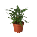 'Korean Rock' Fern - Holiday Corner
