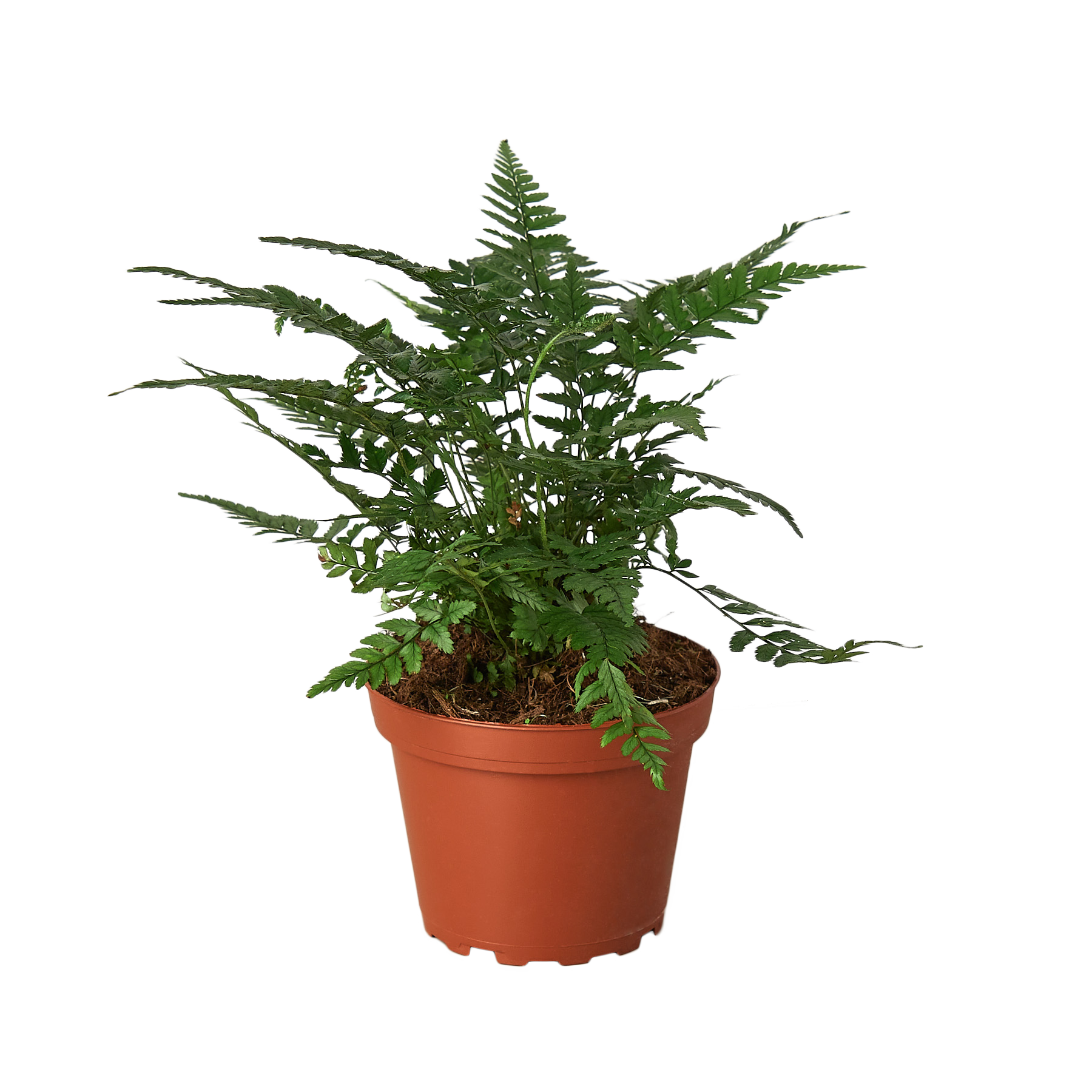 'Korean Rock' Fern - Holiday Corner