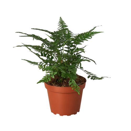'Korean Rock' Fern - Holiday Corner